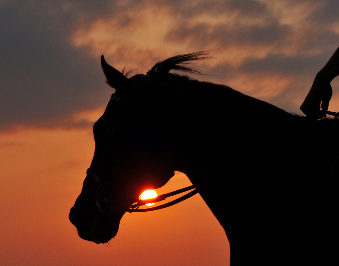 Sardegna a Cavallo