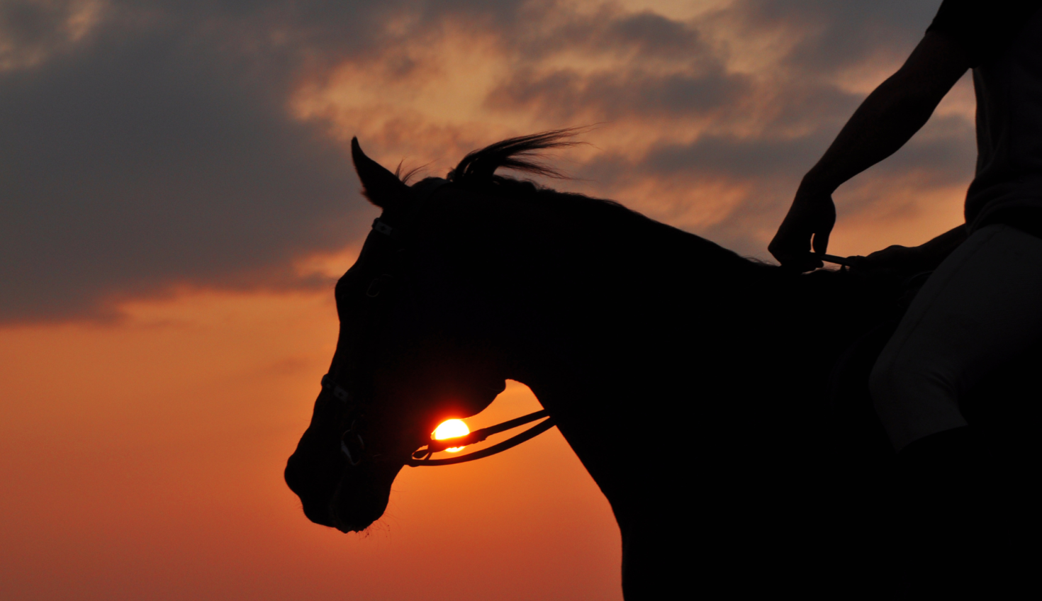 Horse Riding Trip
